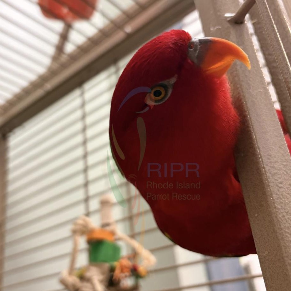 Enlarge Tika, a Adoptable Lory / Lorikeet in Warwick, RI image 2/4