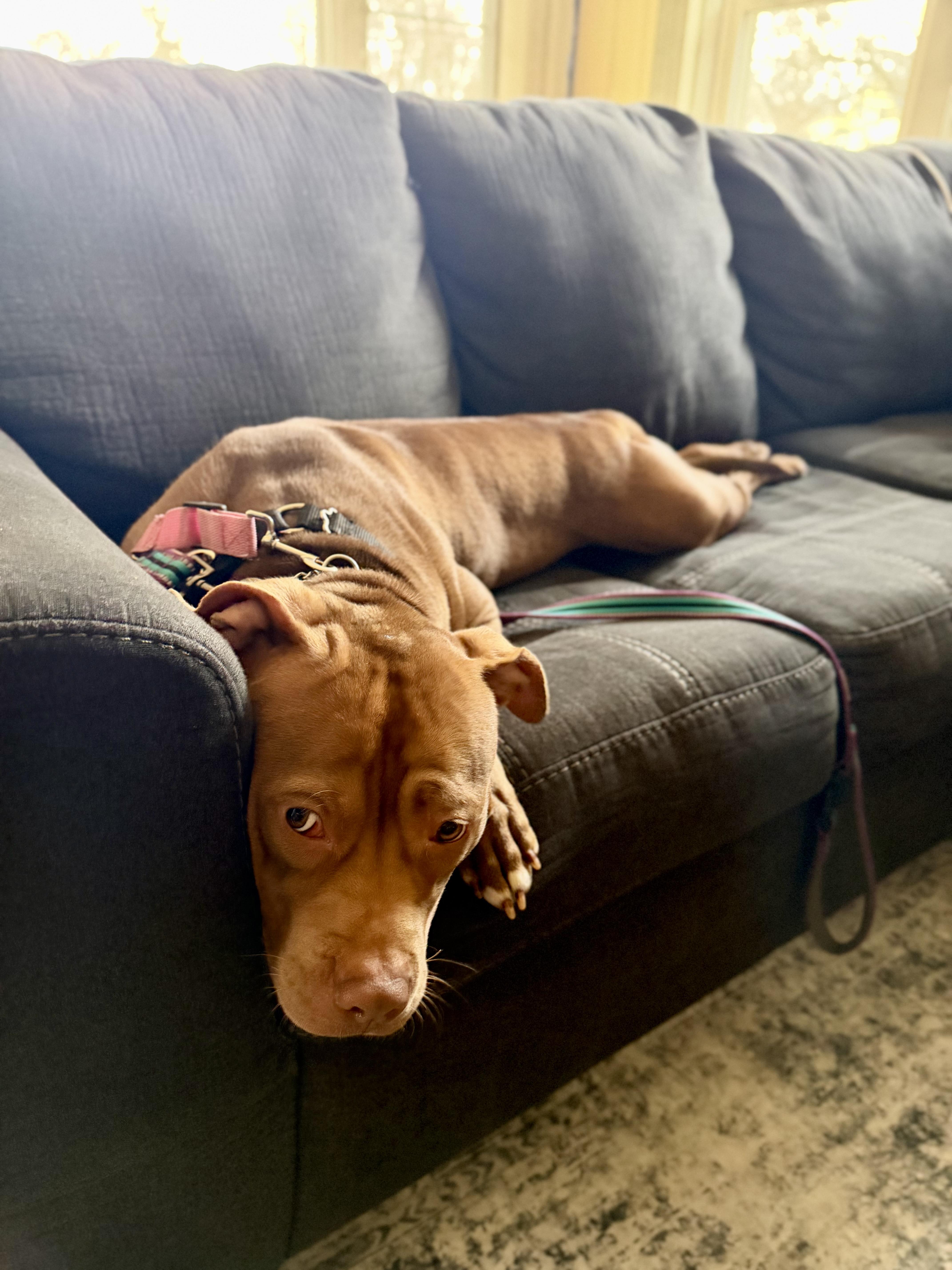 Enlarge Finn, a Adoptable mixed breed in Pembroke, MA image 4/5