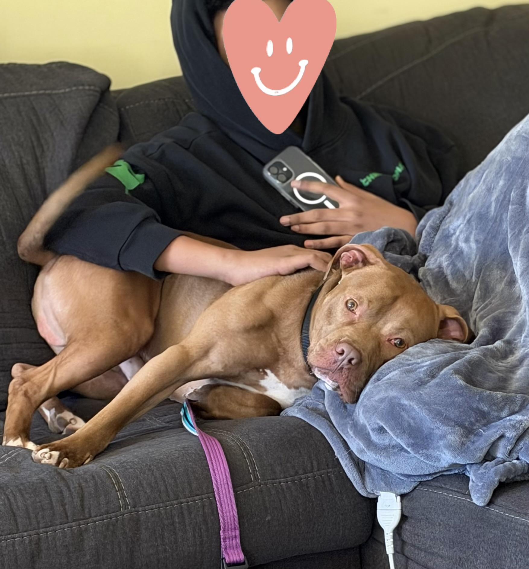 Enlarge Finn, a Adoptable mixed breed in Pembroke, MA image 5/5