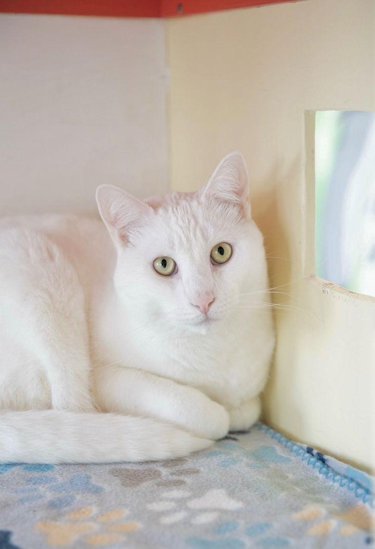 Enlarge Marshmallow (bonded with Graham), a Adoptable Domestic Short Hair in Oakland, CA image 2/3