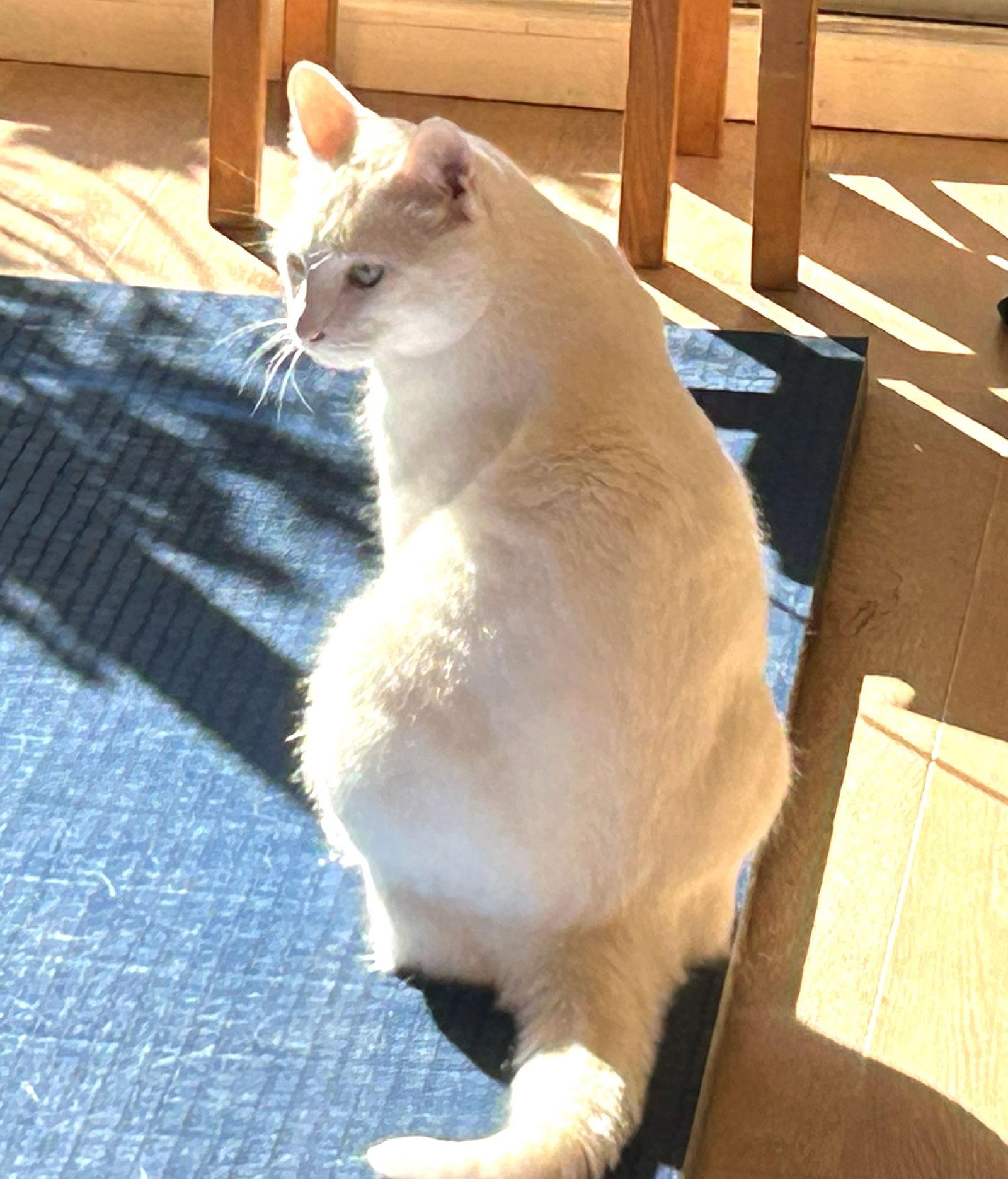 Enlarge Marshmallow (bonded with Graham), a Adoptable Domestic Short Hair in Oakland, CA image 3/3