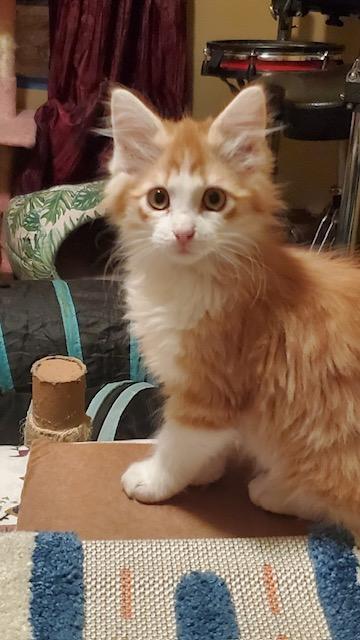 Savannah, adopted, Young Female Domestic Medium Hair.