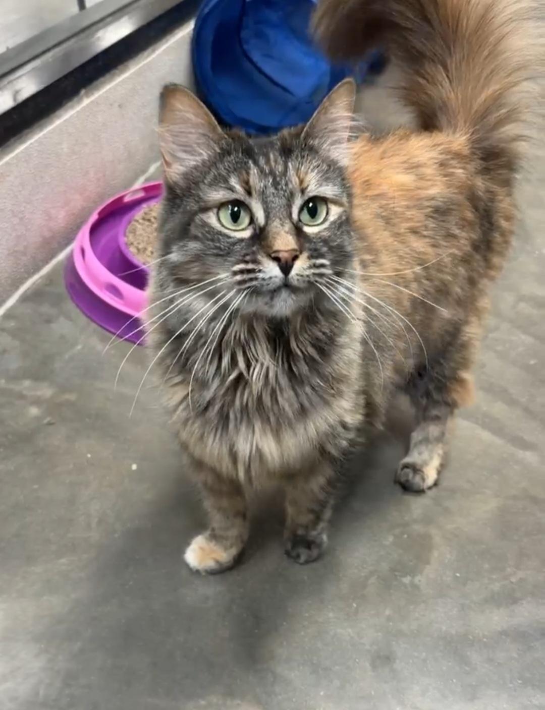 Reese, Adopted, Senior Female Domestic Long Hair.