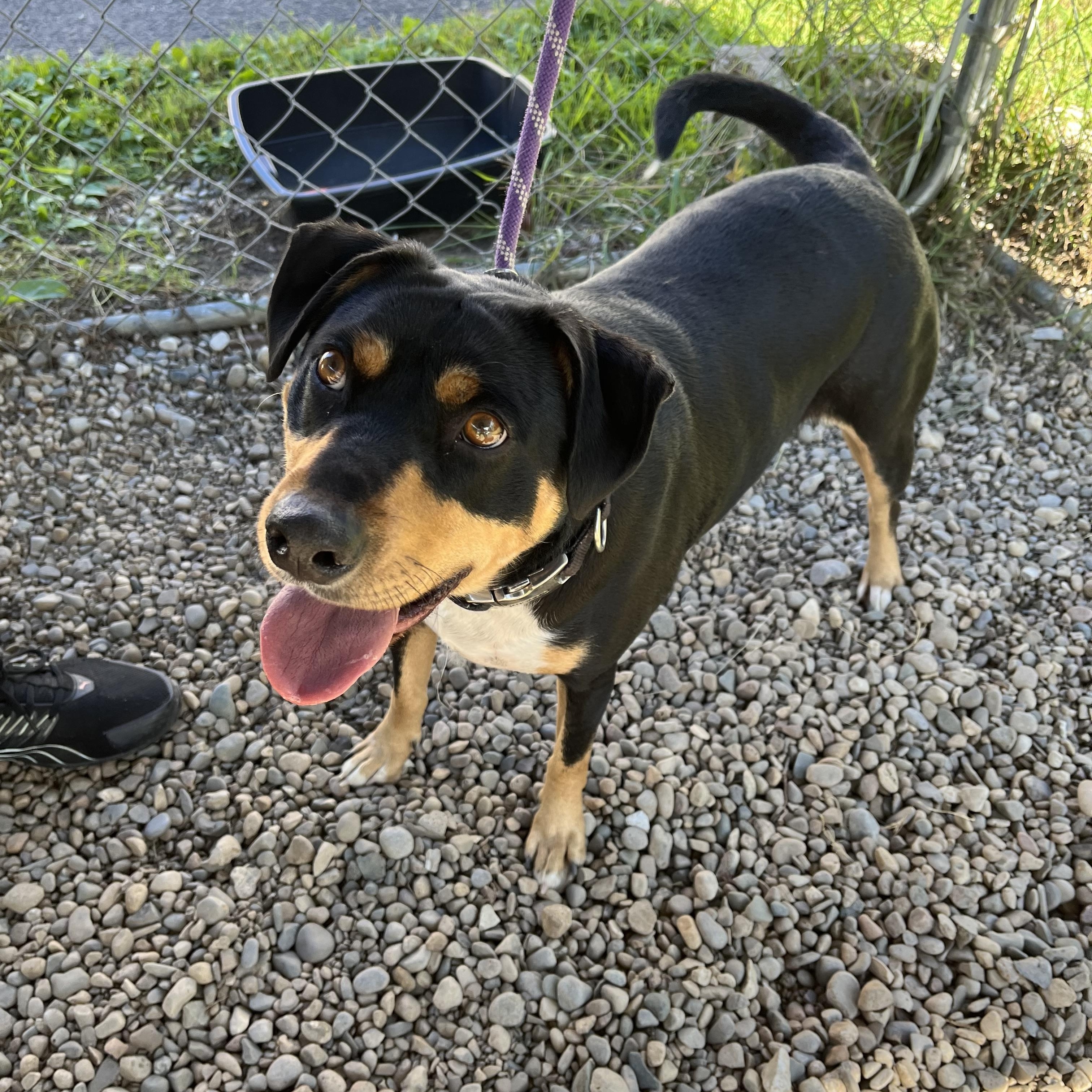 Enlarge Toby, a Adoptable mixed breed in Lincoln, MI image 1/2