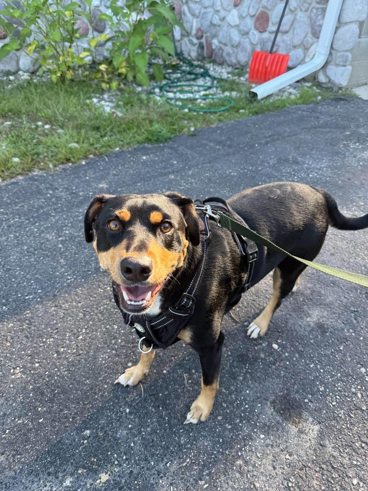 Enlarge Toby, a Adoptable mixed breed in Lincoln, MI image 2/2