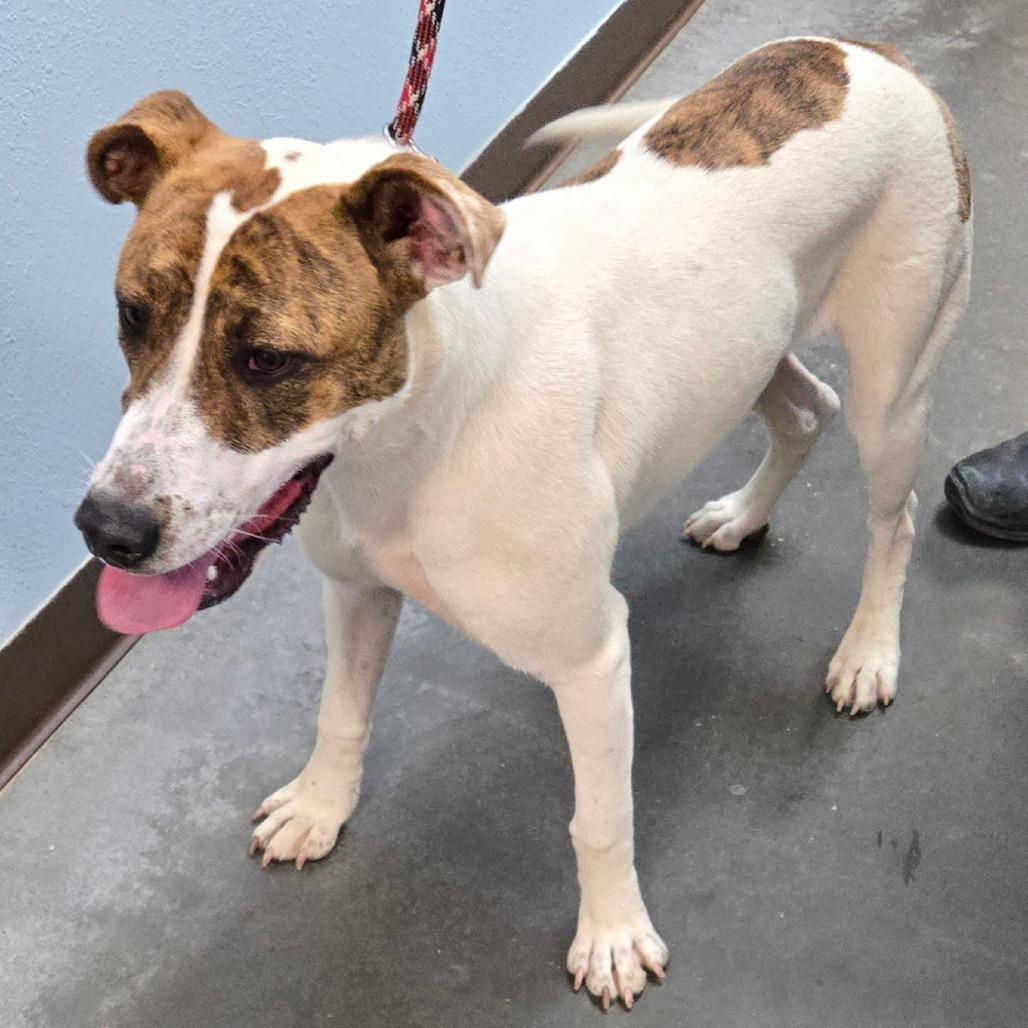 Rosebud, Adoptable, Young Female Mixed Breed & Mixed Breed.