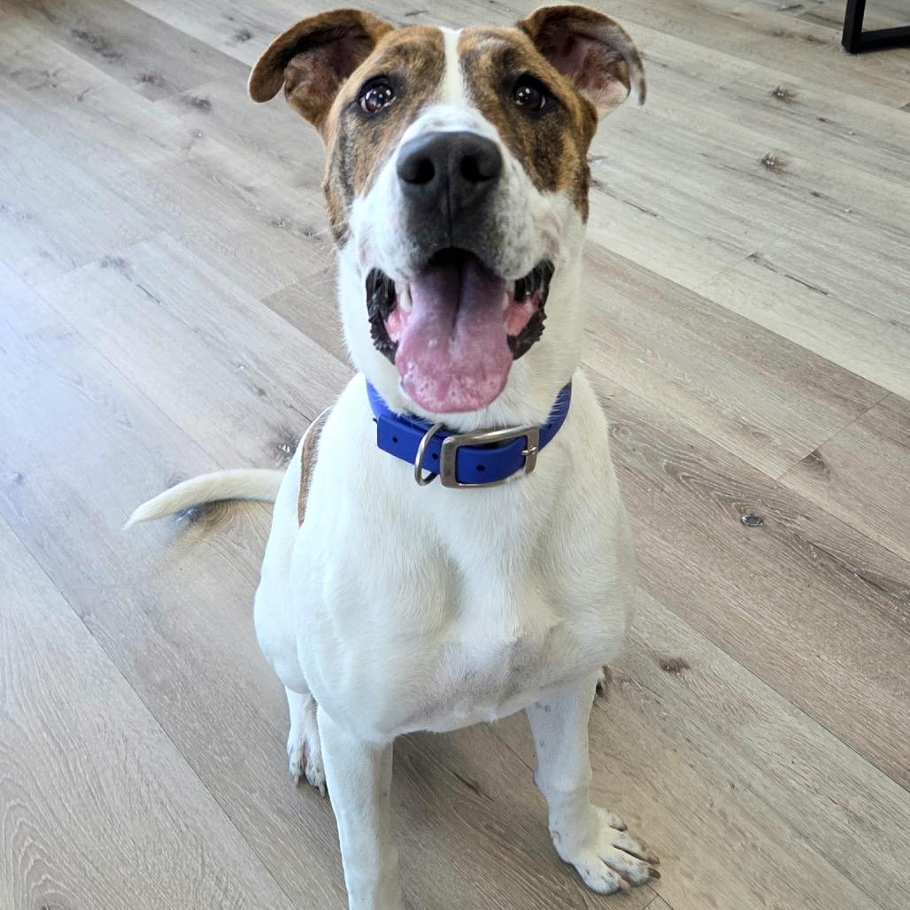 Rosebud, a Adoptable mixed breed in Idaho Falls, ID image 2/6