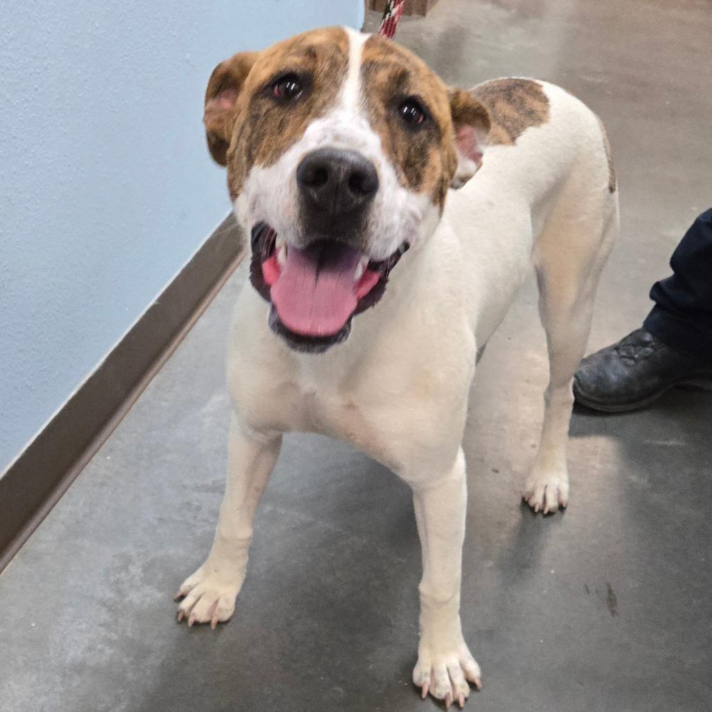 Rosebud, a Adoptable mixed breed in Idaho Falls, ID image 3/6