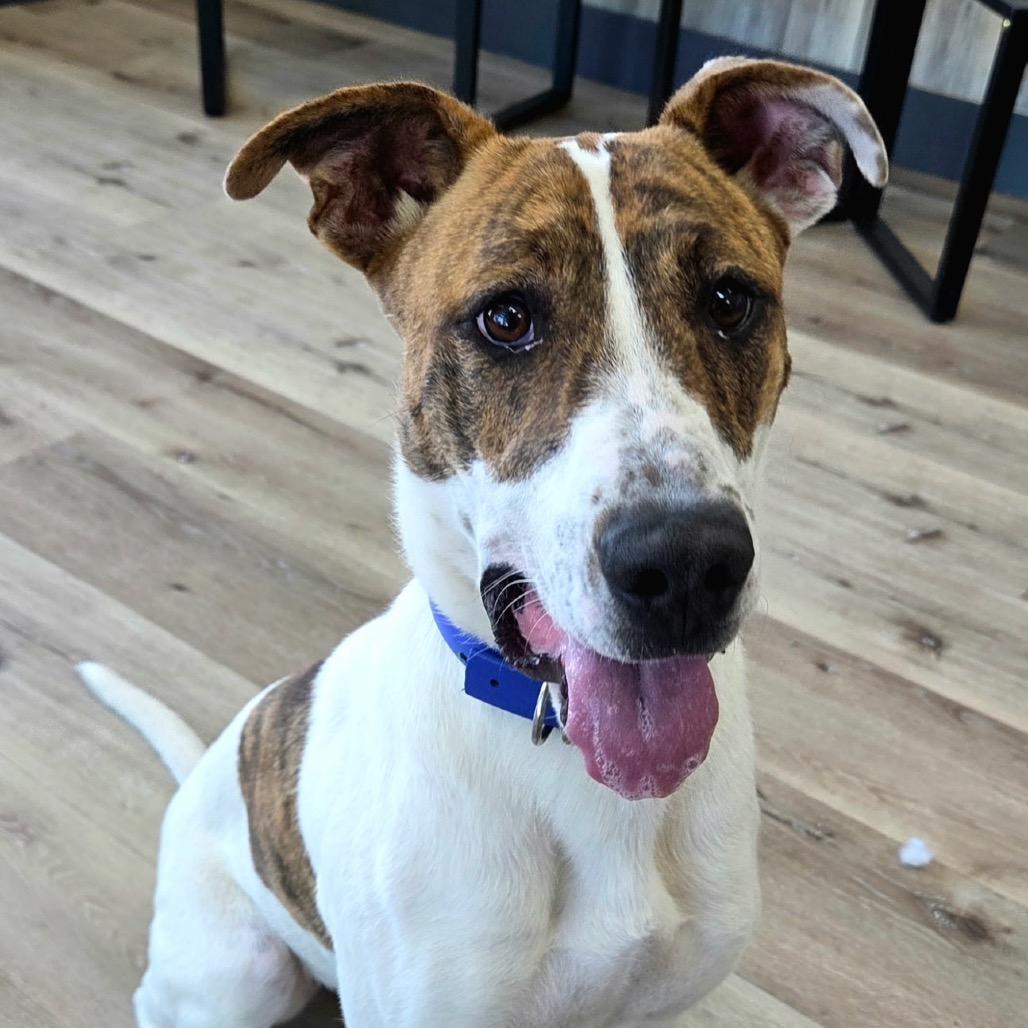 Rosebud, a Adoptable mixed breed in Idaho Falls, ID image 4/6