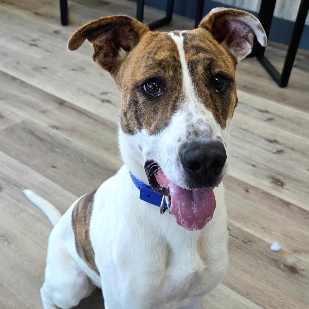 Rosebud, a Adoptable mixed breed in Idaho Falls, ID image 5/6