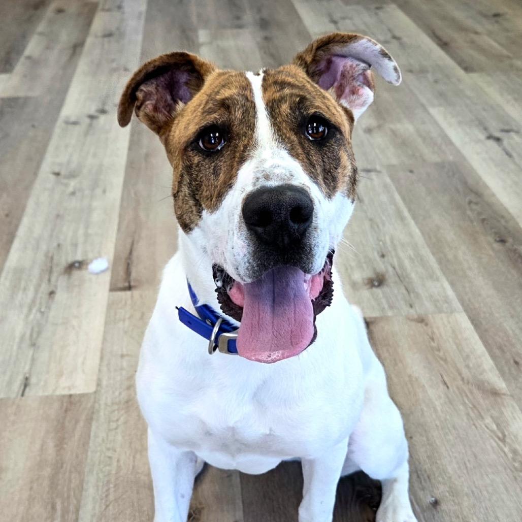 Rosebud, a Adoptable mixed breed in Idaho Falls, ID image 6/6