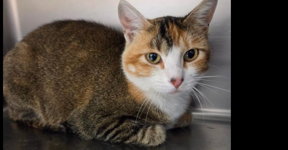 Fable, a Adoptable Domestic Short Hair in Salmon, ID image 1/4