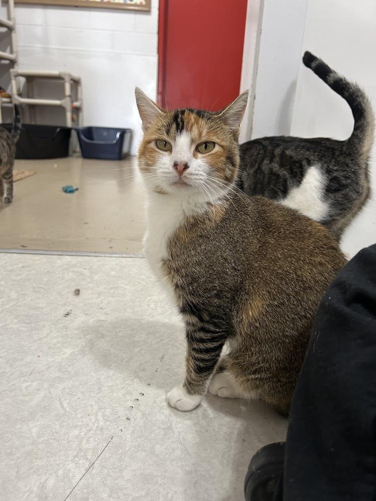 Fable, a Adoptable Domestic Short Hair in Salmon, ID image 2/4