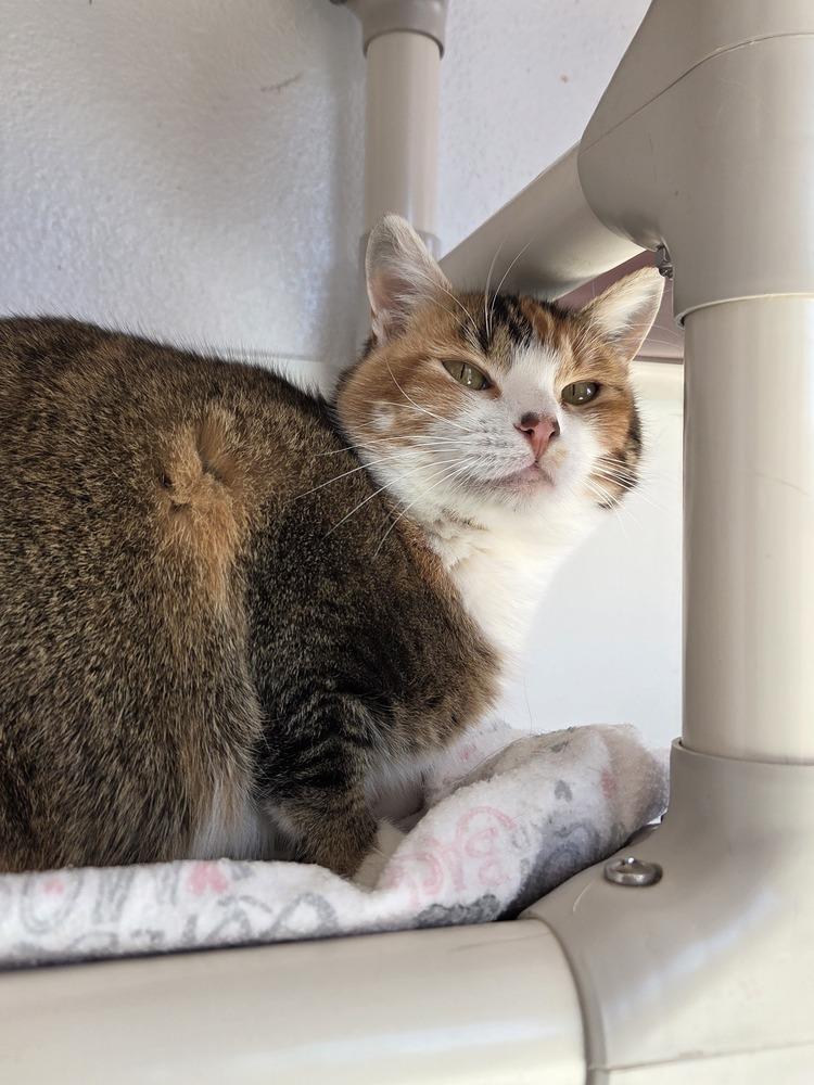 Fable, a Adoptable Domestic Short Hair in Salmon, ID image 3/4