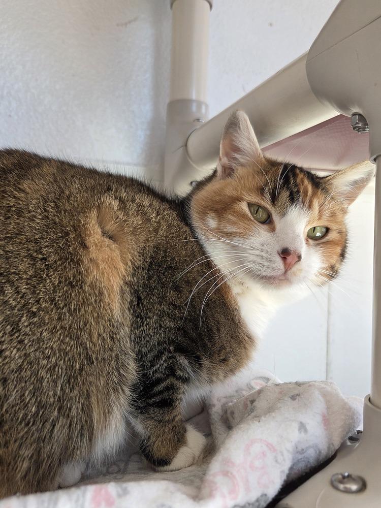 Fable, a Adoptable Domestic Short Hair in Salmon, ID image 4/4