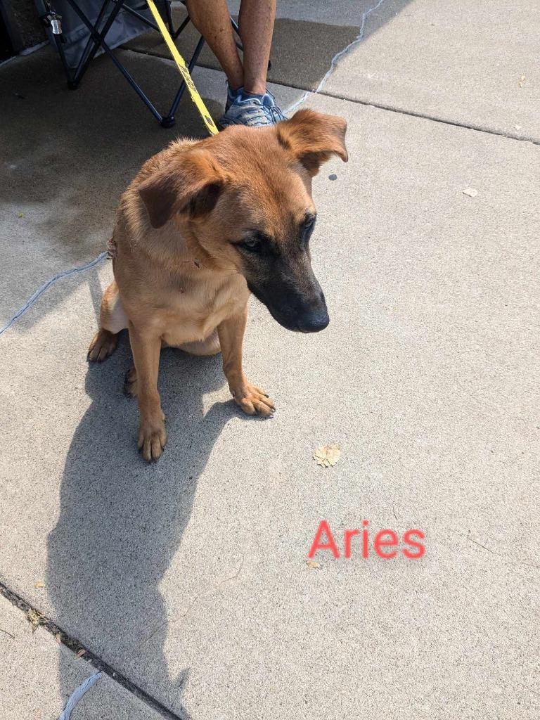 Enlarge Aries, a Adoptable mixed breed in Indianapolis, IN image 1/5