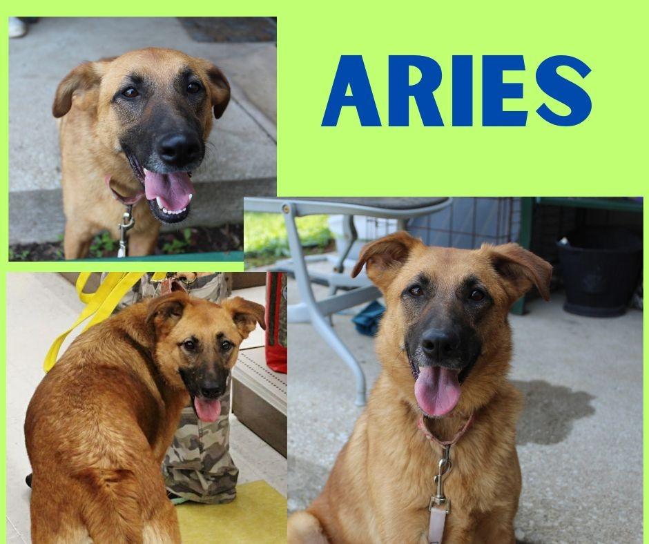 Aries, a Adoptable mixed breed in Indianapolis, IN image 3/5