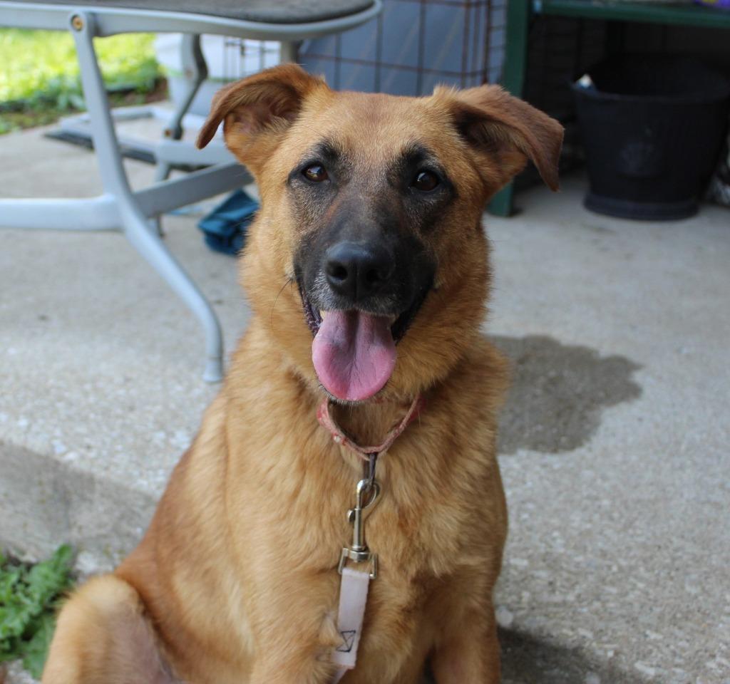 Aries, a Adoptable mixed breed in Indianapolis, IN image 4/5