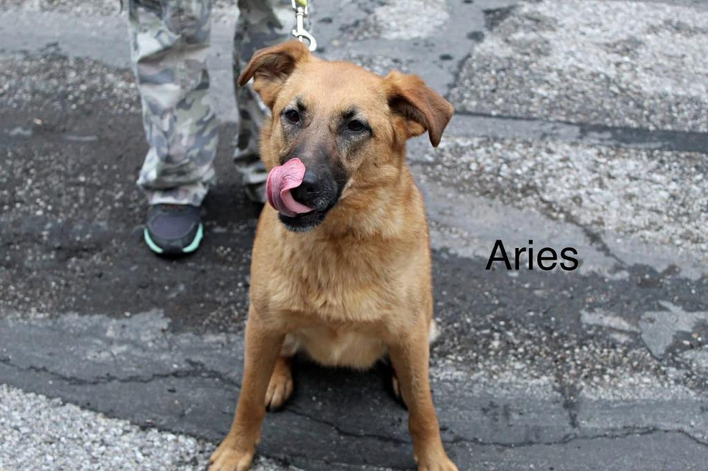 Aries, a Adoptable mixed breed in Indianapolis, IN image 5/5