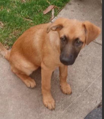 Enlarge Aries, a Adoptable mixed breed in Indianapolis, IN image 4/5