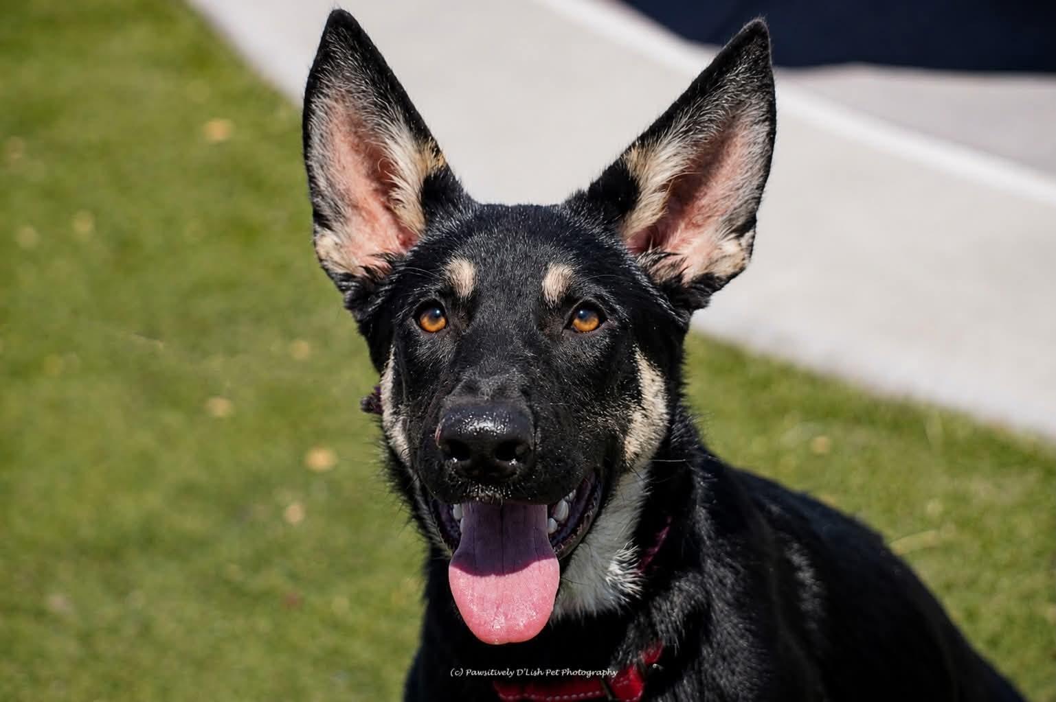 Ciara, ADOPTABLE, Puppy Female German Shepherd Dog & Husky.