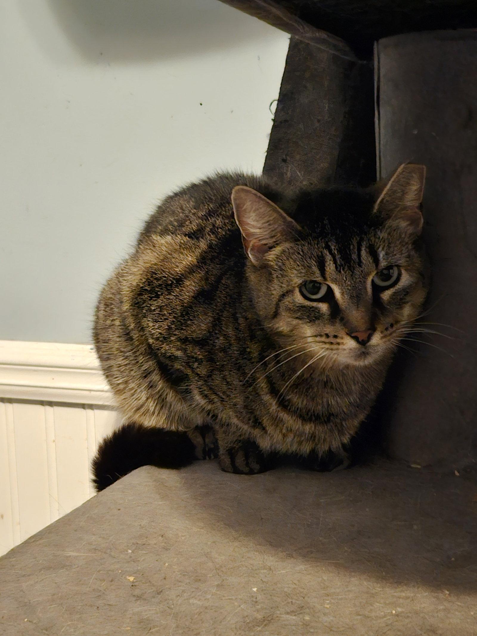 Enlarge PHOENIX, a Adoptable Domestic Short Hair in Holbrook, NY image 2/2