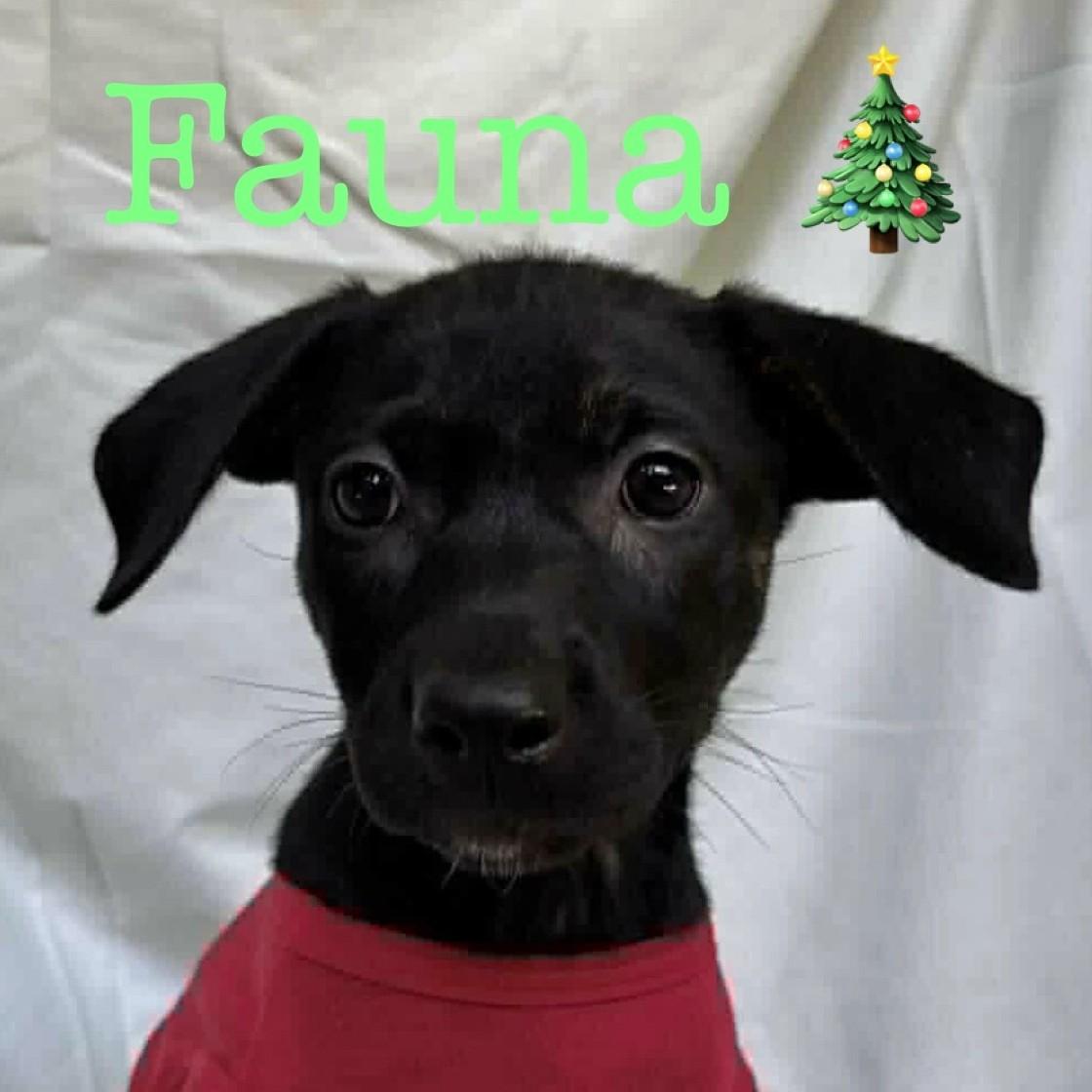 Enlarge Fauna, an adopted mixed breed in Albany, NY image 1/1