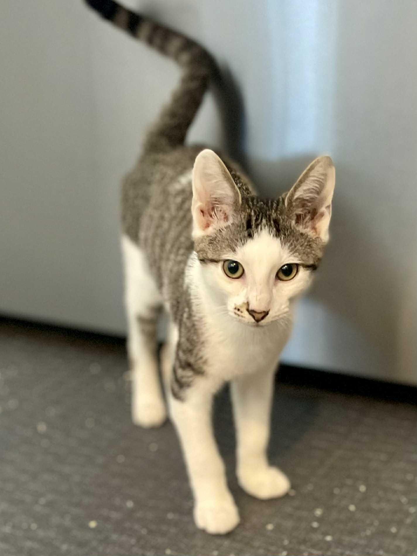 George is beyond adorable!  THERAPY KITTEN - such a doll!  Can even go solo!