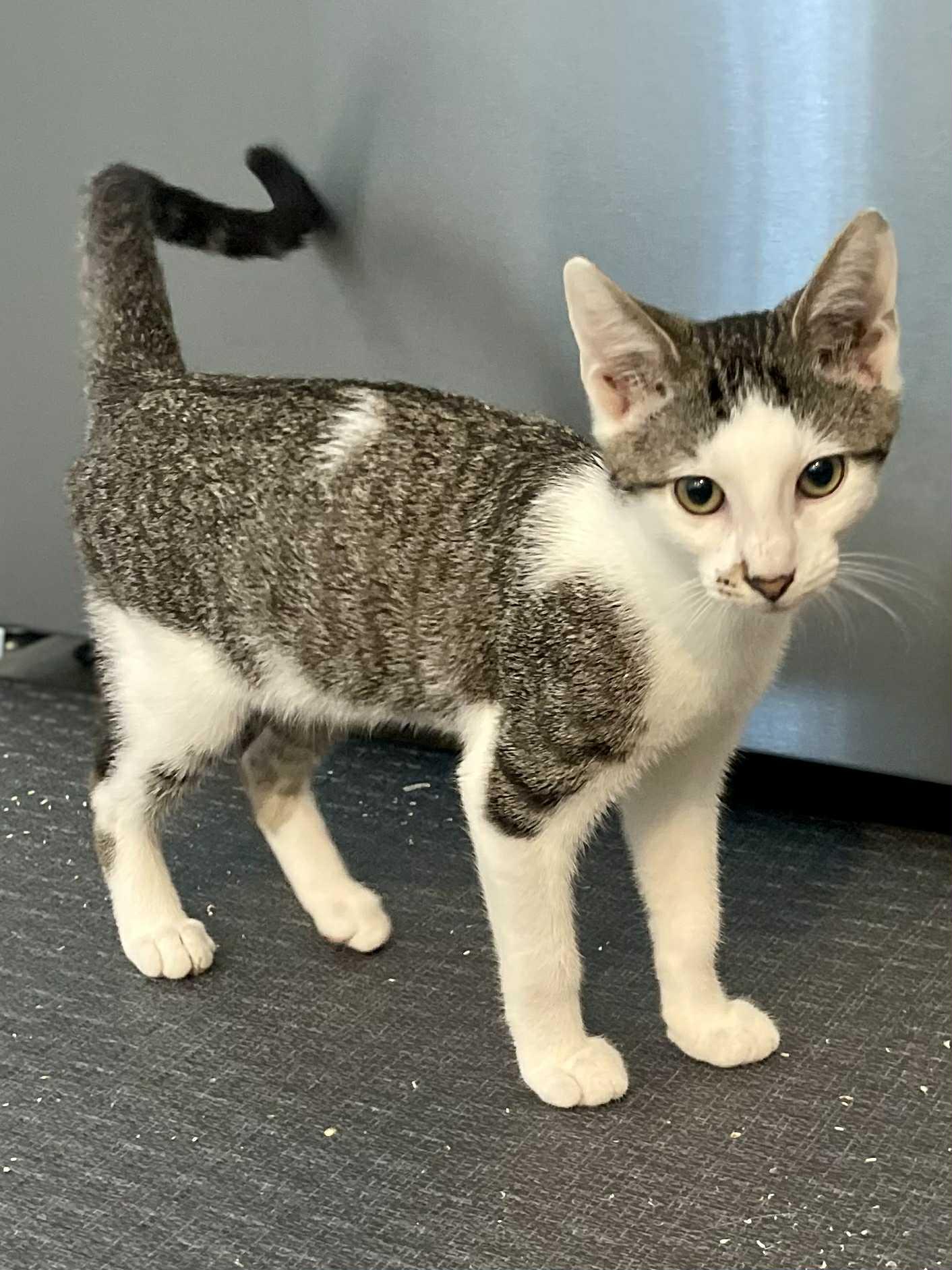 George is beyond adorable!  THERAPY KITTEN - such a doll!  Can even go solo!