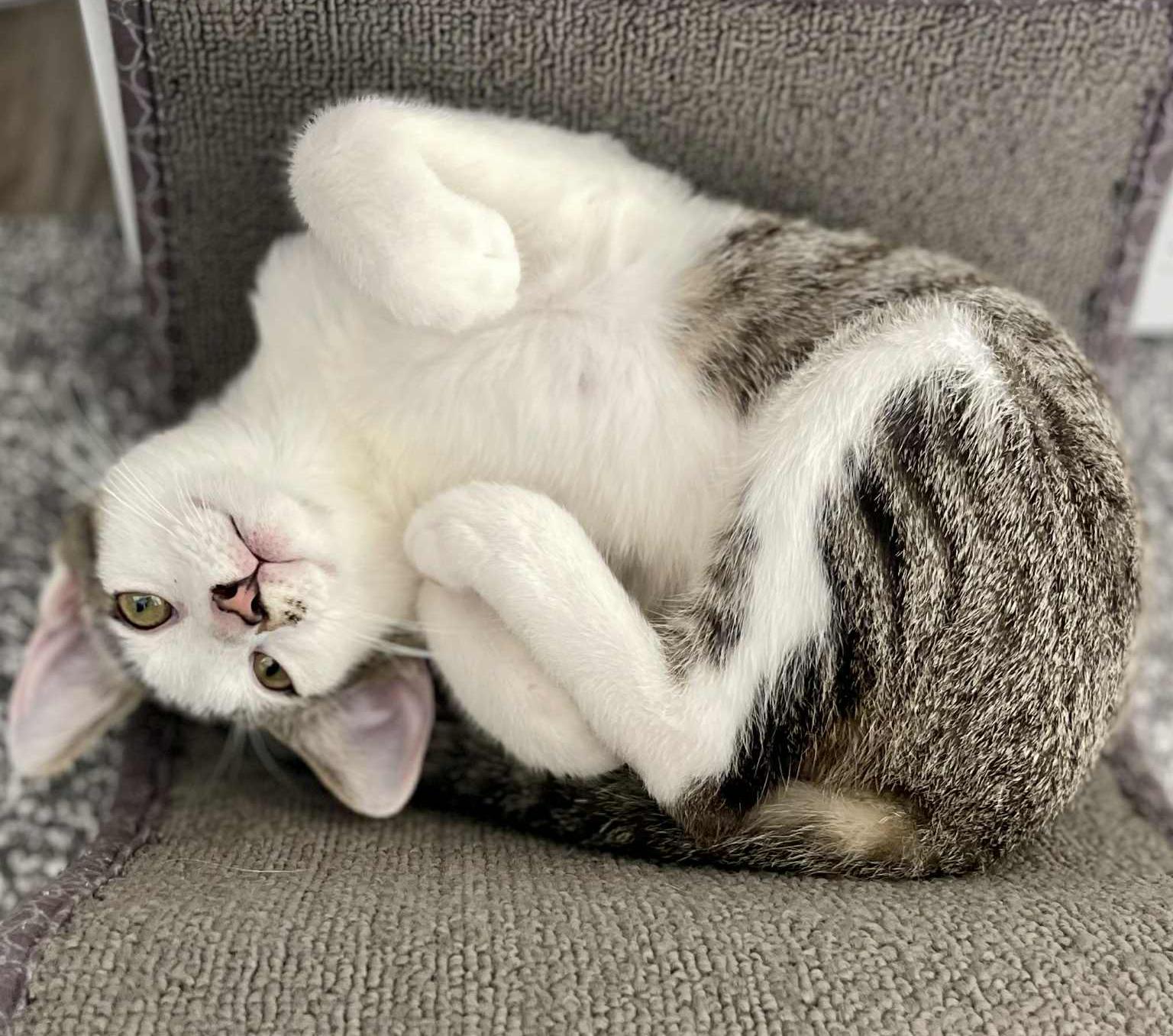 George is beyond adorable!  THERAPY KITTEN - such a doll!  Can even go solo!