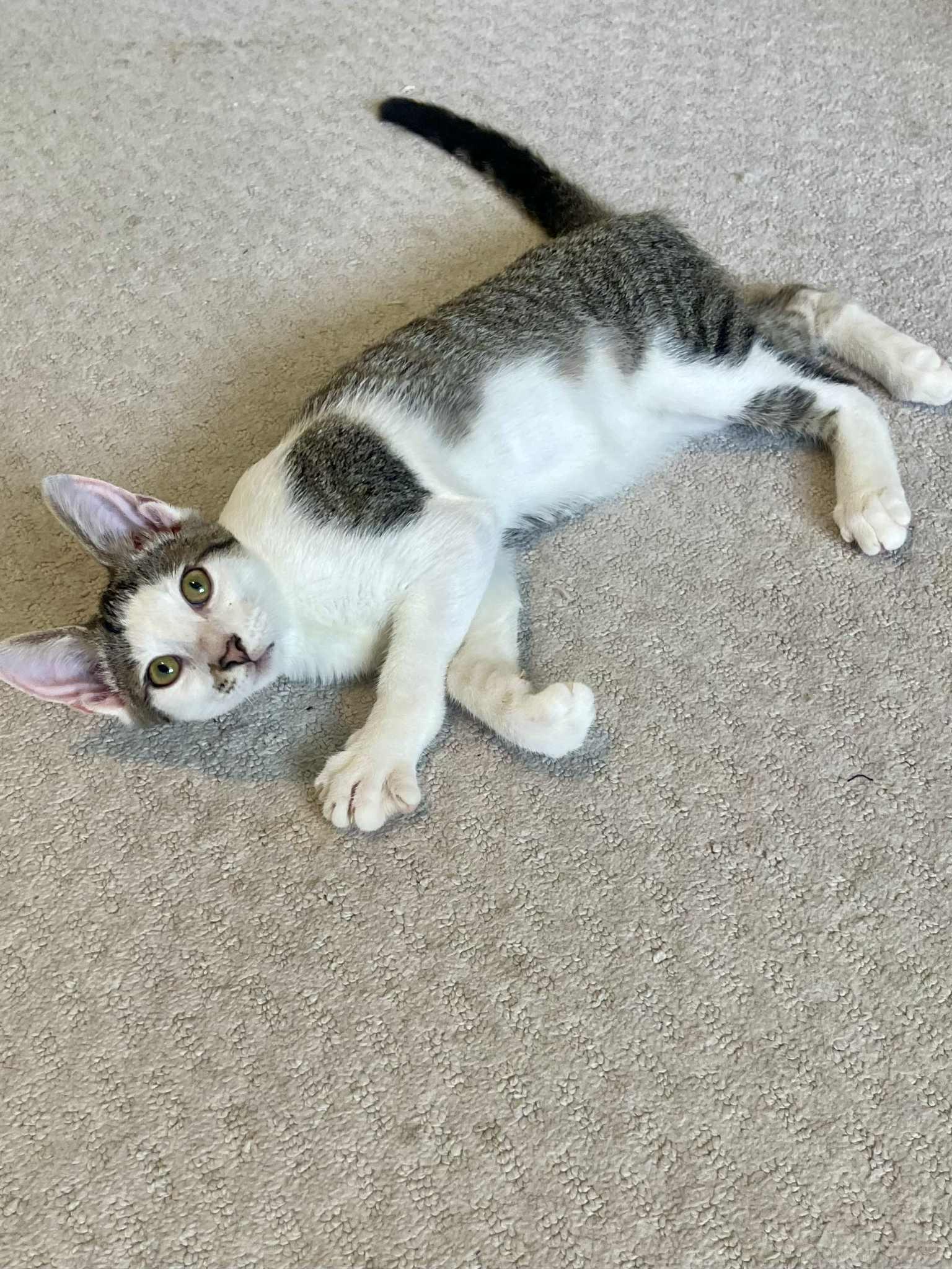 George is beyond adorable!  THERAPY KITTEN - such a doll!  Can even go solo!