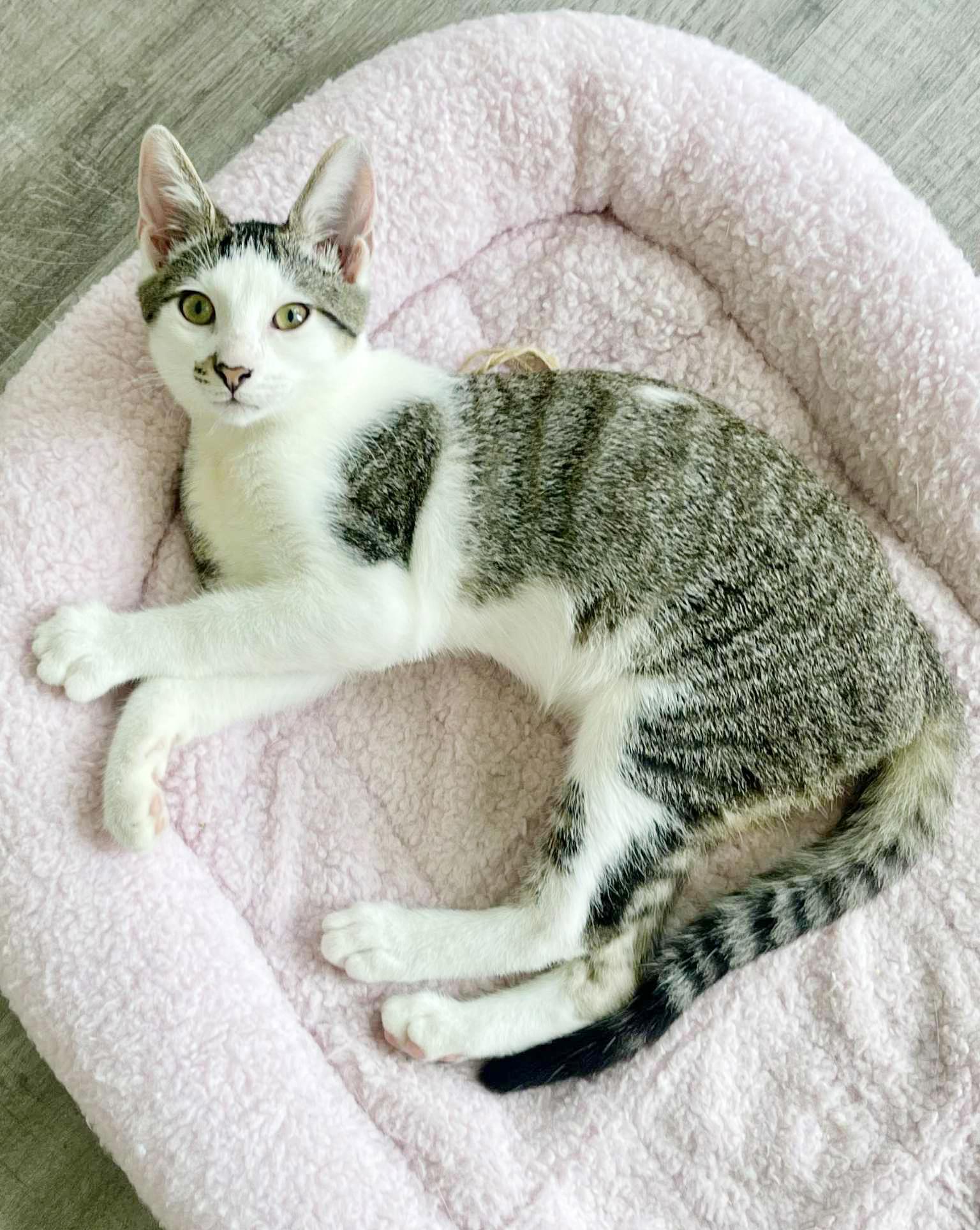 George is beyond adorable!  THERAPY KITTEN - such a doll!  Can even go solo!