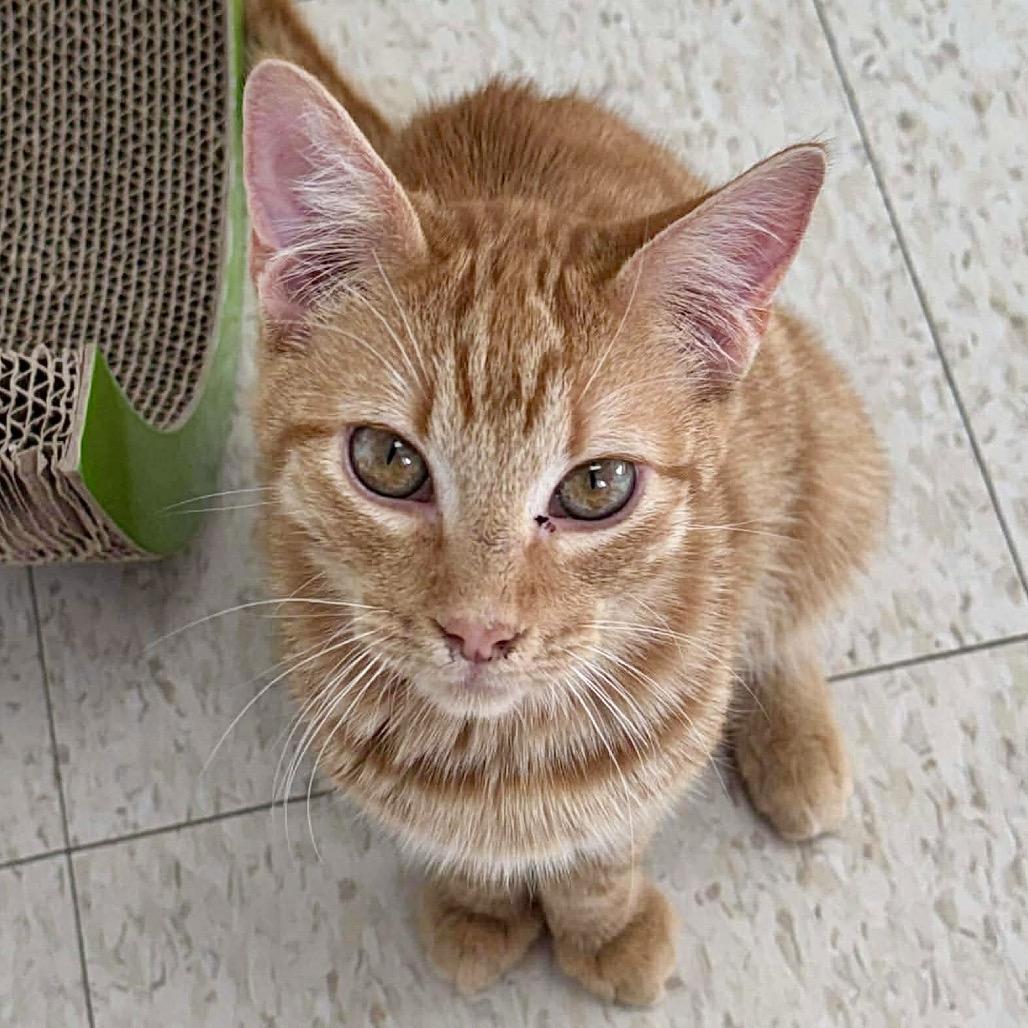 Alden, Adoptable, Young Male Domestic Short Hair.