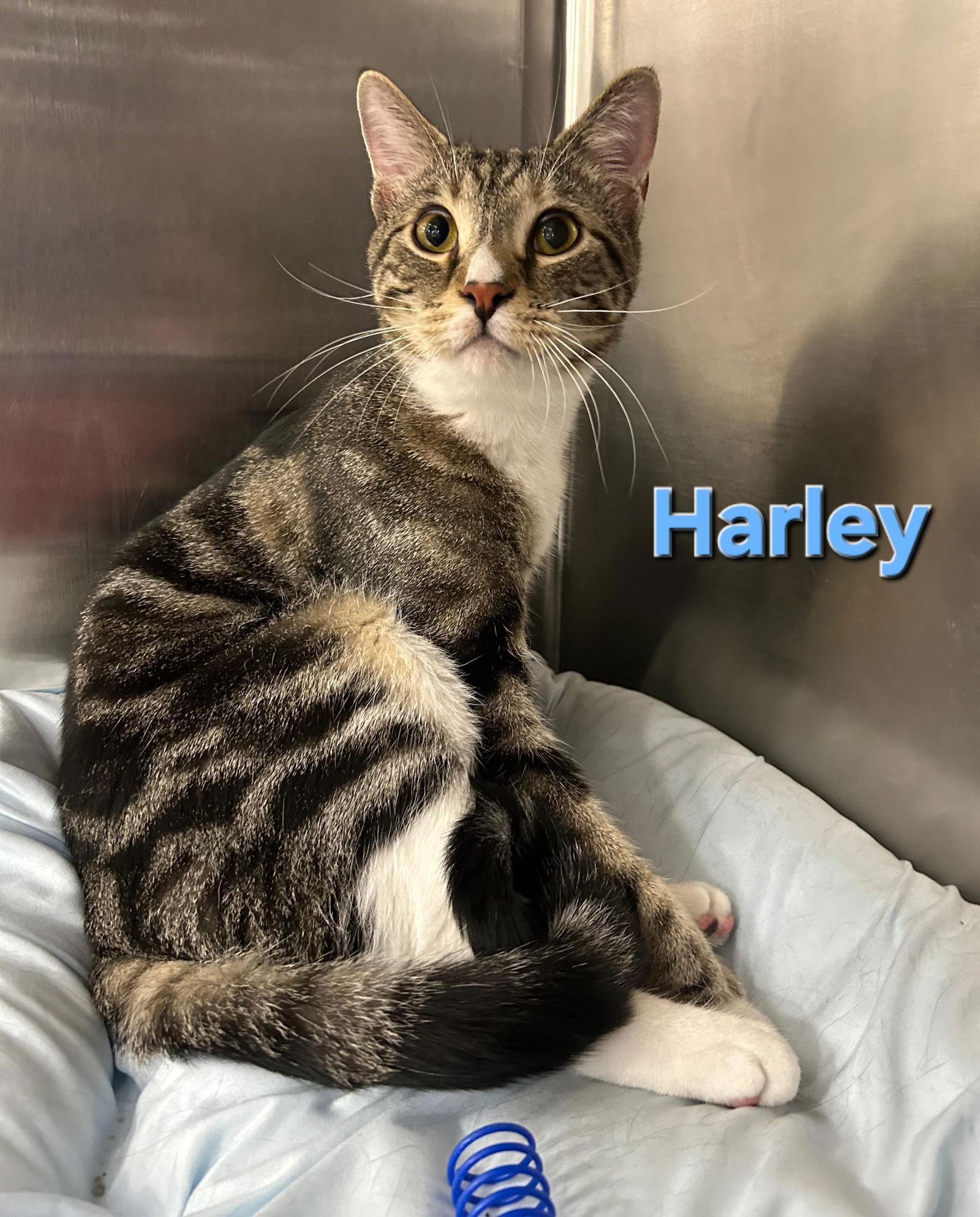 Harley, a Adoptable mixed breed in Oakland Park, FL image 1/2