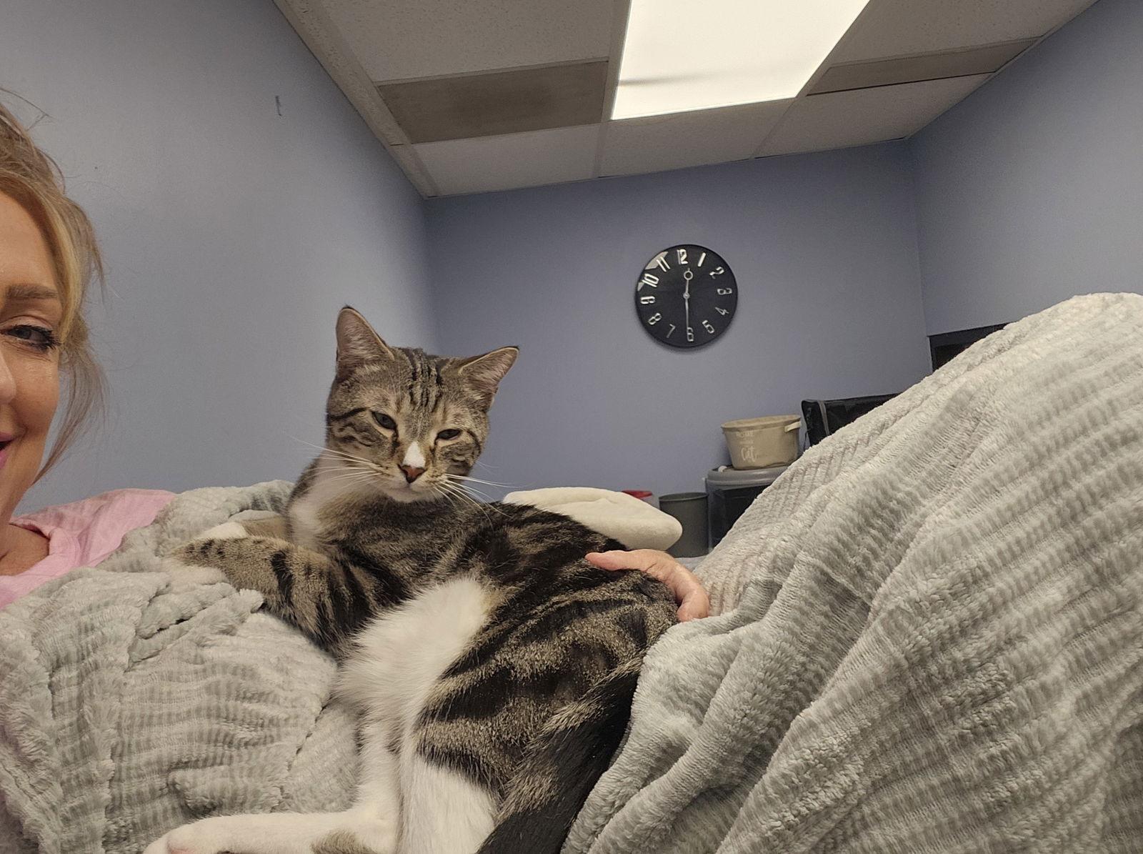 Harley, a Adoptable mixed breed in Oakland Park, FL image 2/2