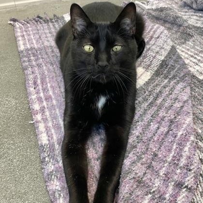 Korra (in foster), an adoptable Domestic Short Hair in Santa Cruz, CA, 95063 | Photo Image 1