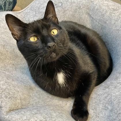 Korra (in foster), an adoptable Domestic Short Hair in Santa Cruz, CA, 95063 | Photo Image 3