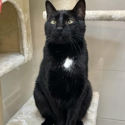 Korra (in foster), an adoptable Domestic Short Hair in Santa Cruz, CA, 95063 | Photo Image 4