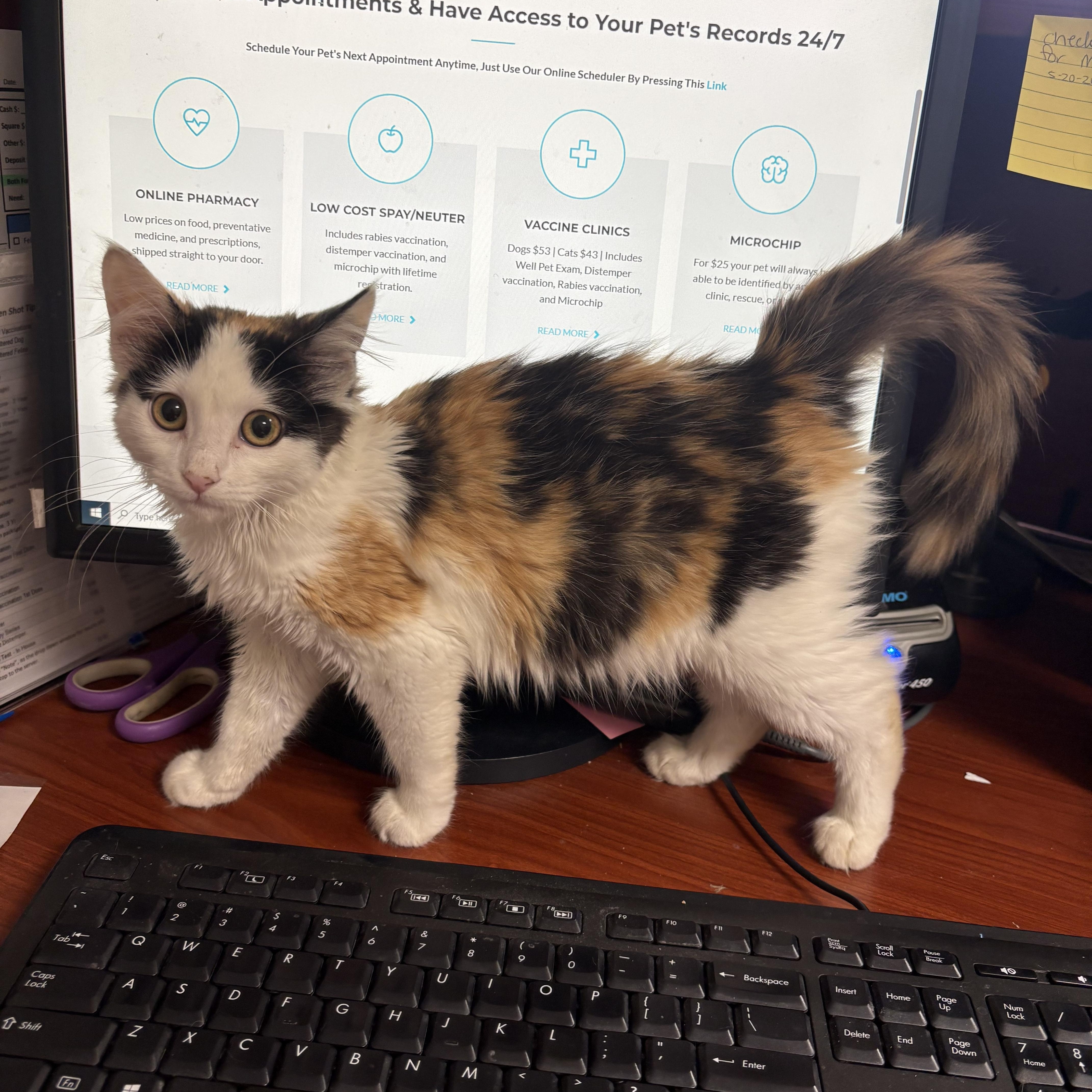 Enlarge Novalee, a ADOPTABLE Domestic Medium Hair in Boone, IA image 2/5