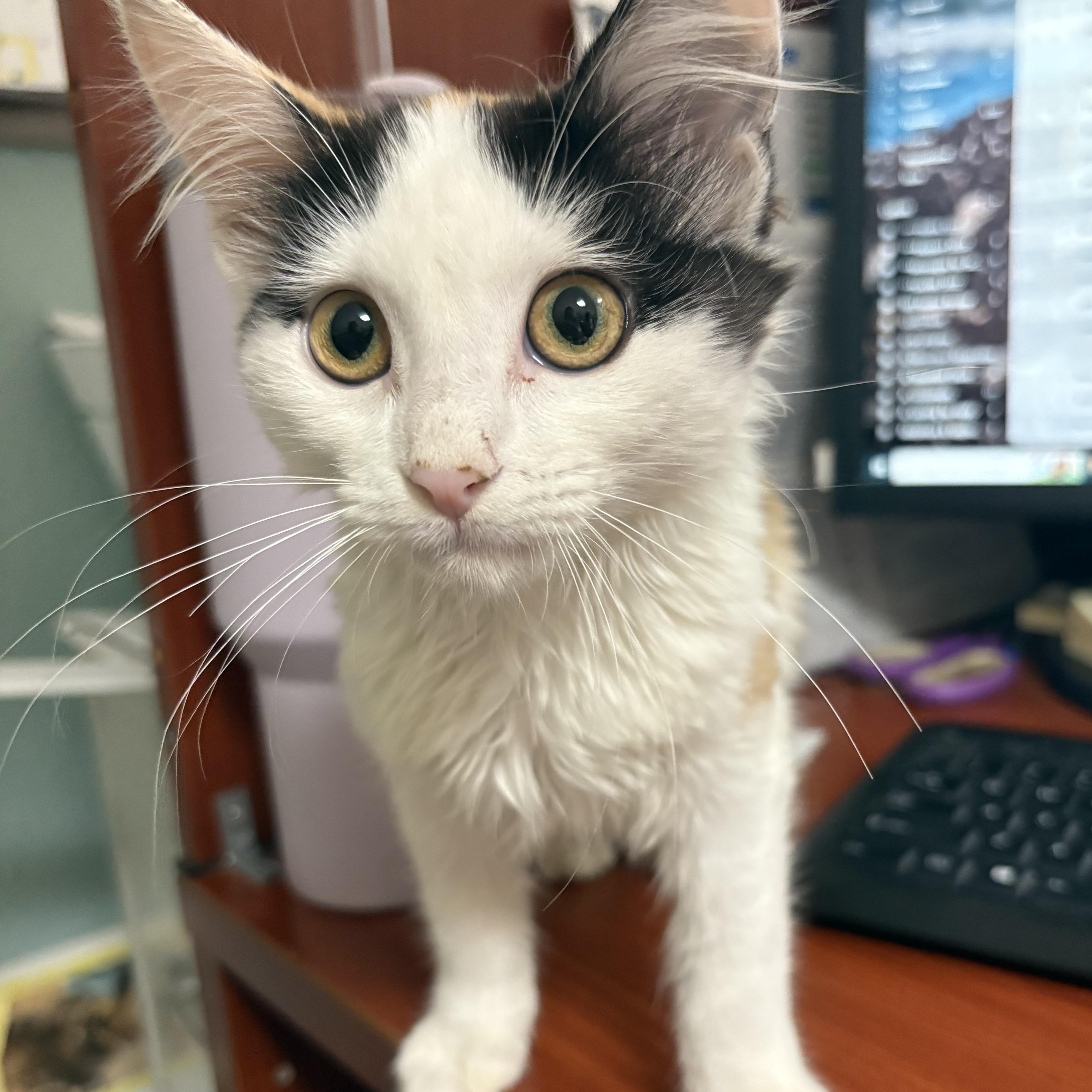 Enlarge Novalee, a ADOPTABLE Domestic Medium Hair in Boone, IA image 5/5