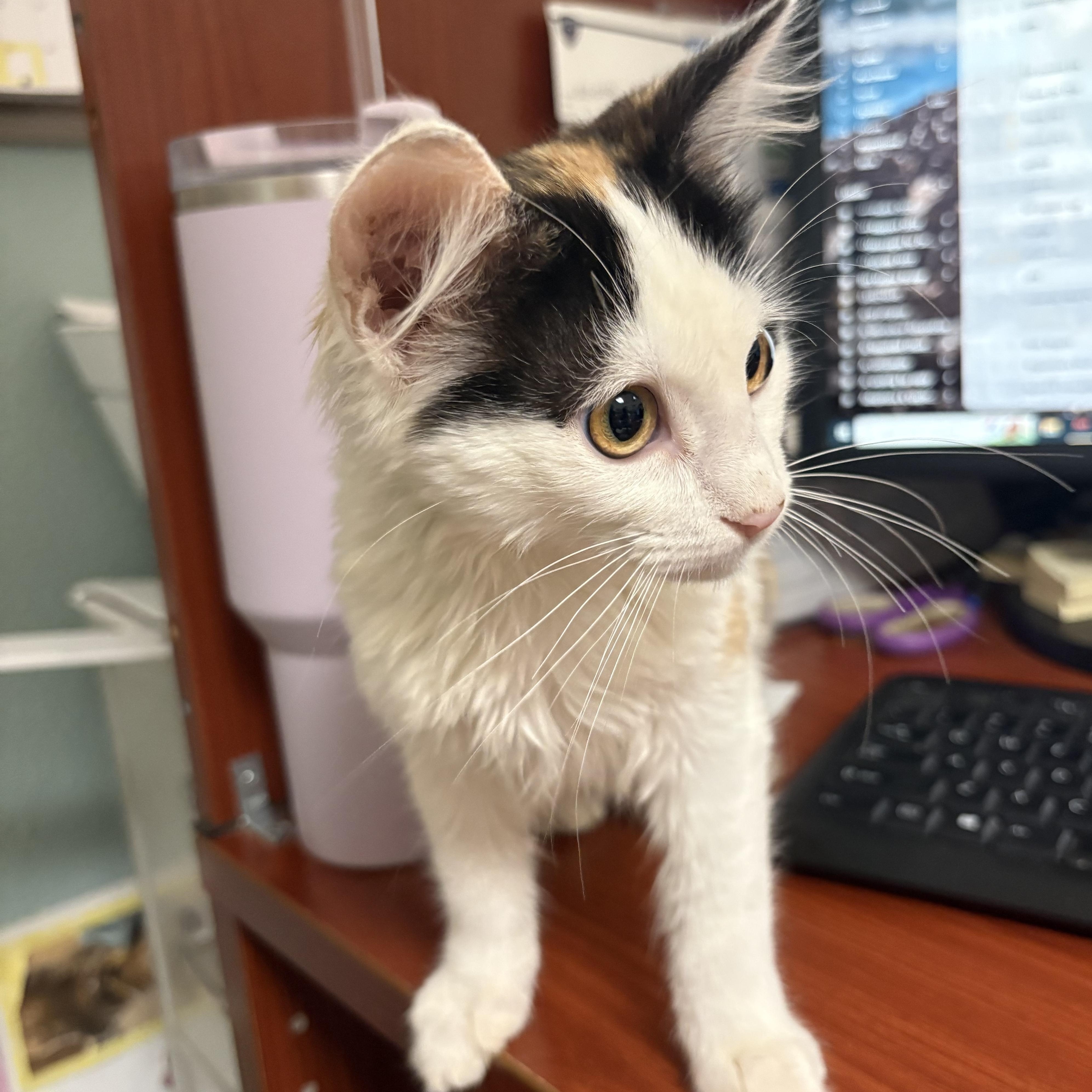 Enlarge Novalee, a ADOPTABLE Domestic Medium Hair in Boone, IA image 3/5