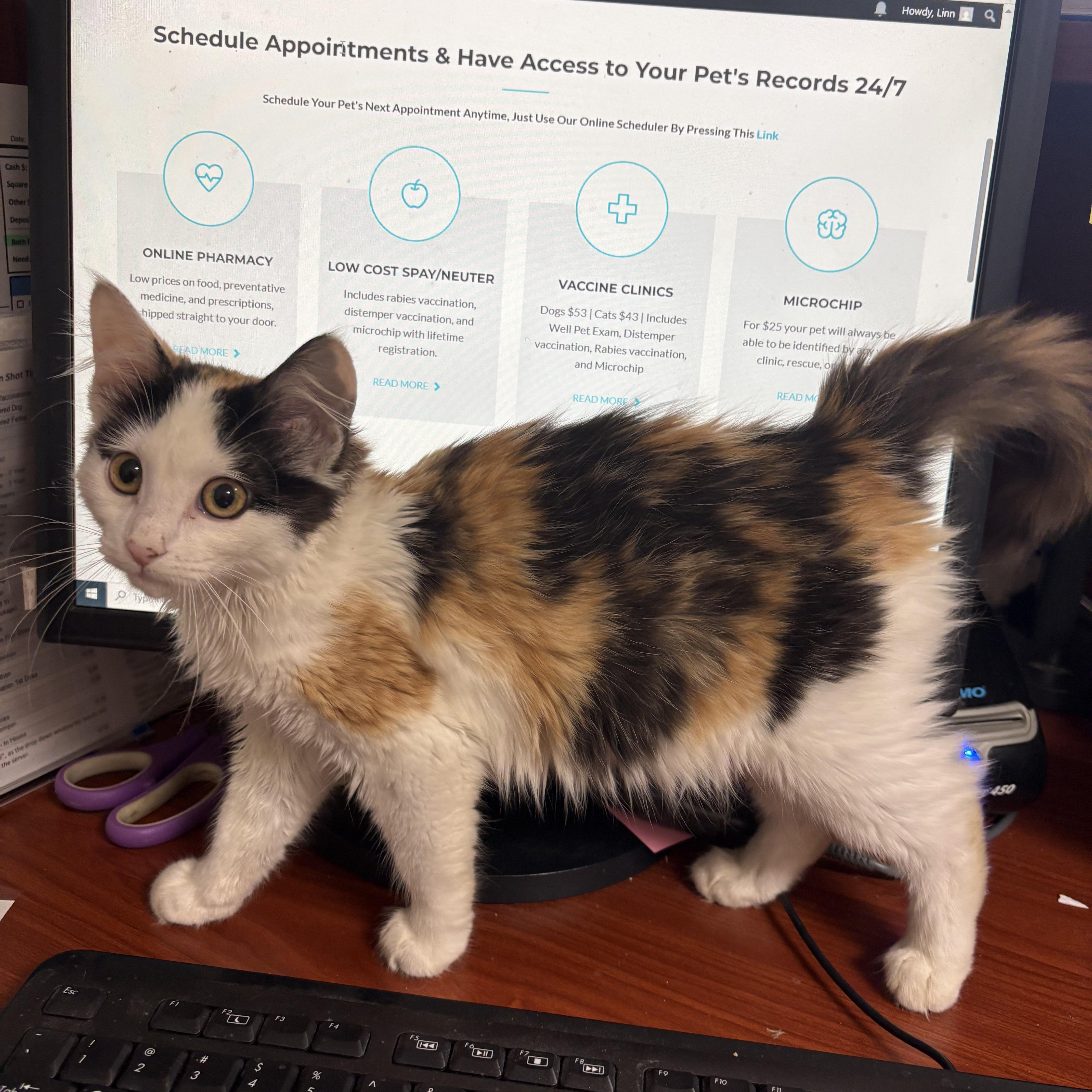 Enlarge Novalee, a ADOPTABLE Domestic Medium Hair in Boone, IA image 4/5
