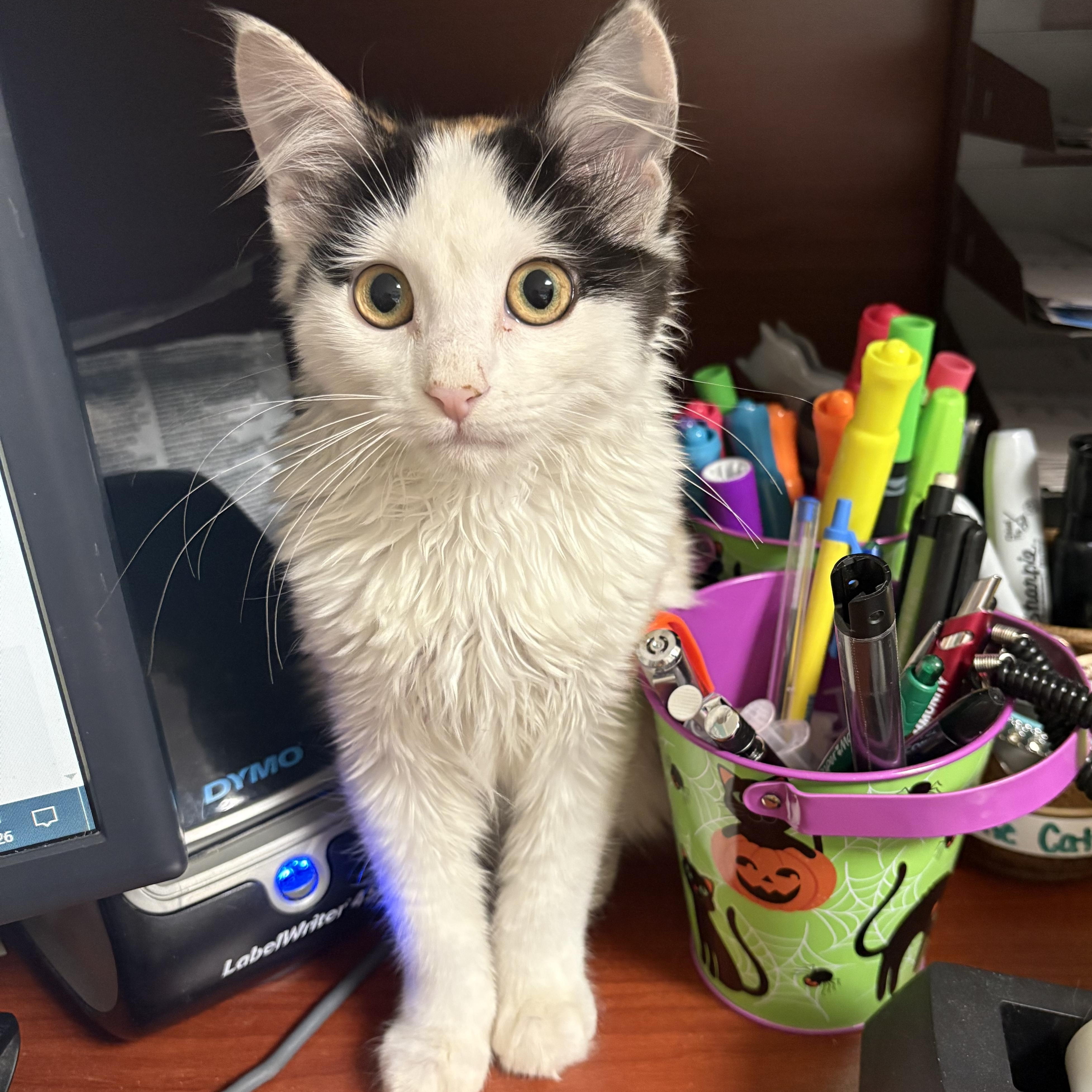 Novalee, ADOPTABLE, Kitten Female Domestic Medium Hair.