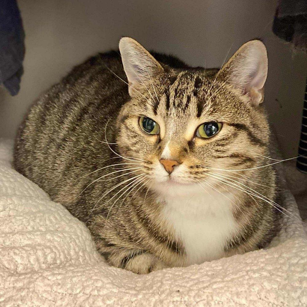 Yzma, a Adoptable Domestic Short Hair in Abbotsford, BC image 2/4