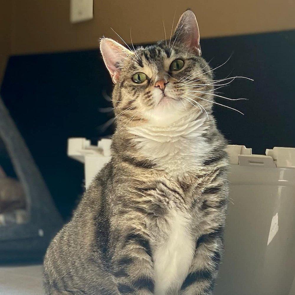 Yzma, a Adoptable Domestic Short Hair in Abbotsford, BC image 3/4