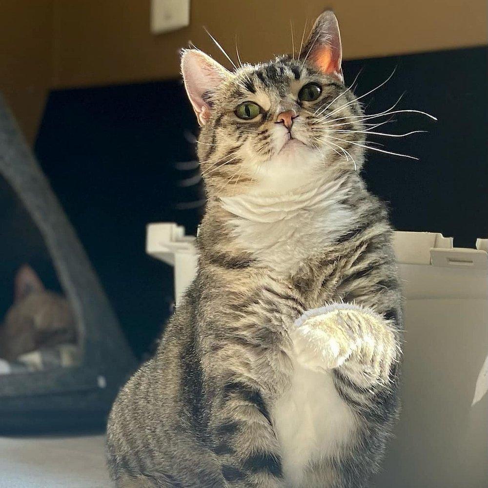 Yzma, Adoptable, Adult Female Domestic Short Hair.