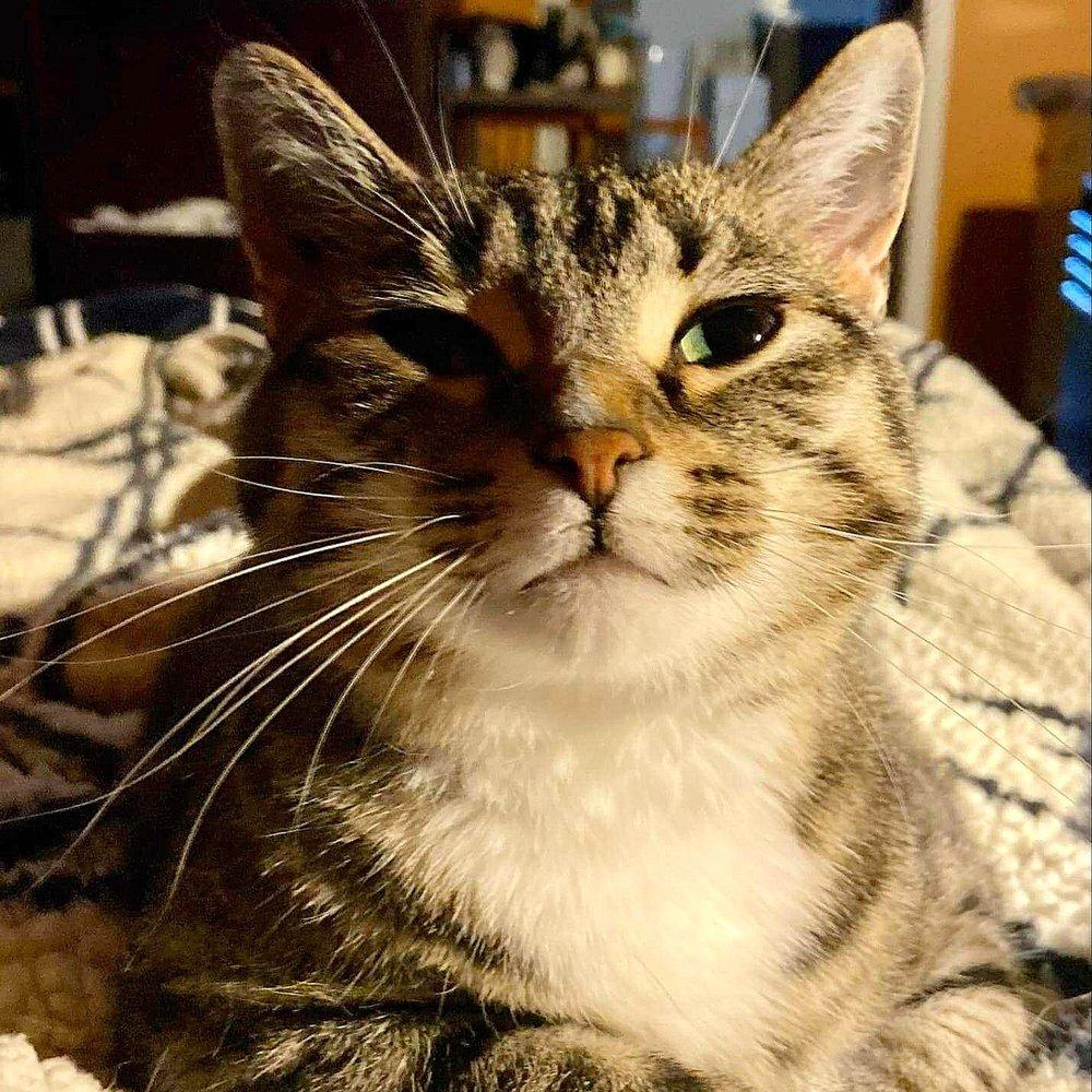 Yzma, a Adoptable Domestic Short Hair in Abbotsford, BC image 4/4