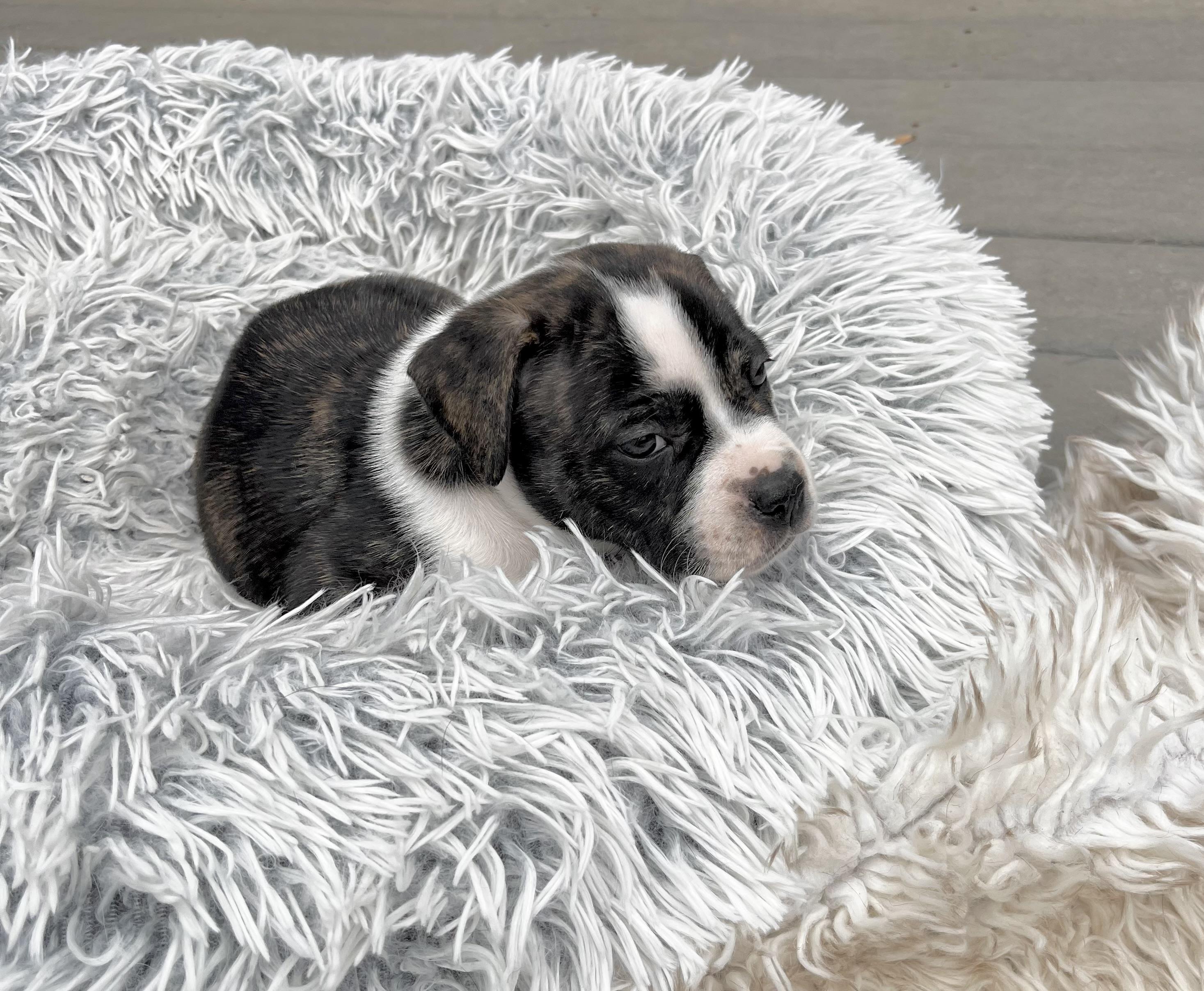 Enlarge Linus , a Adoptable mixed breed in Annapolis, MD image 5/6