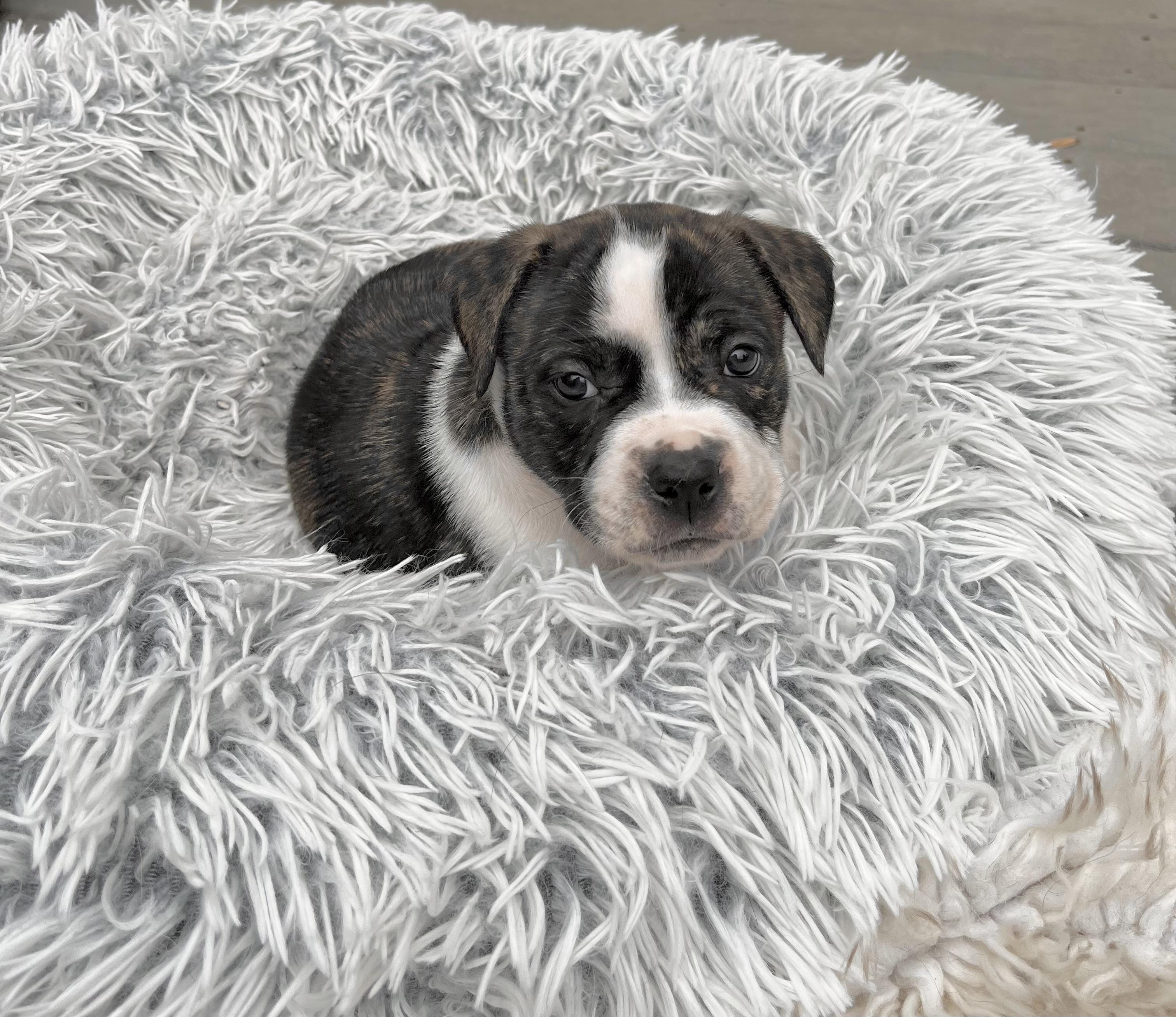 Enlarge Linus , a Adoptable mixed breed in Annapolis, MD image 2/6