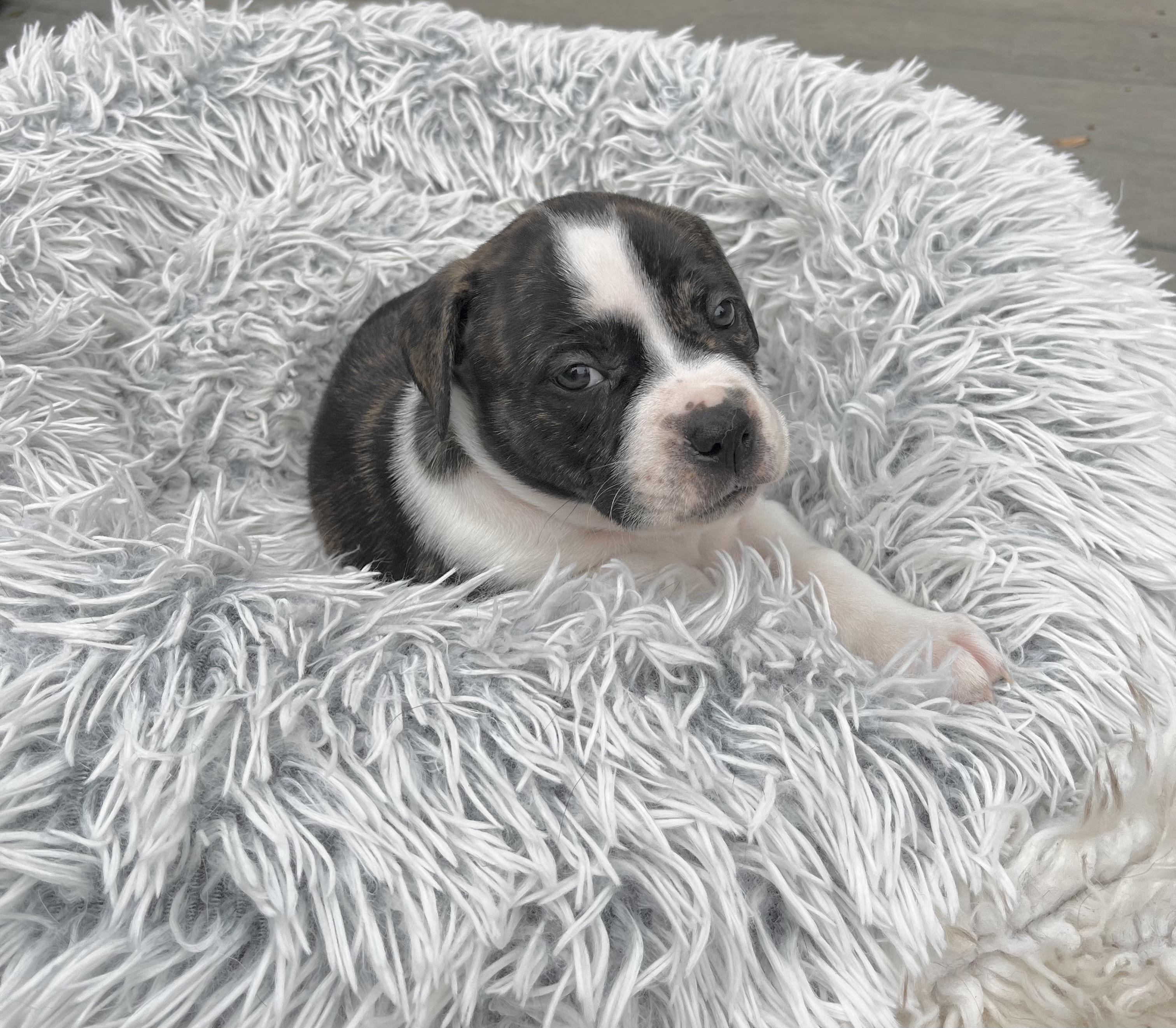 Enlarge Linus , a Adoptable mixed breed in Annapolis, MD image 4/6